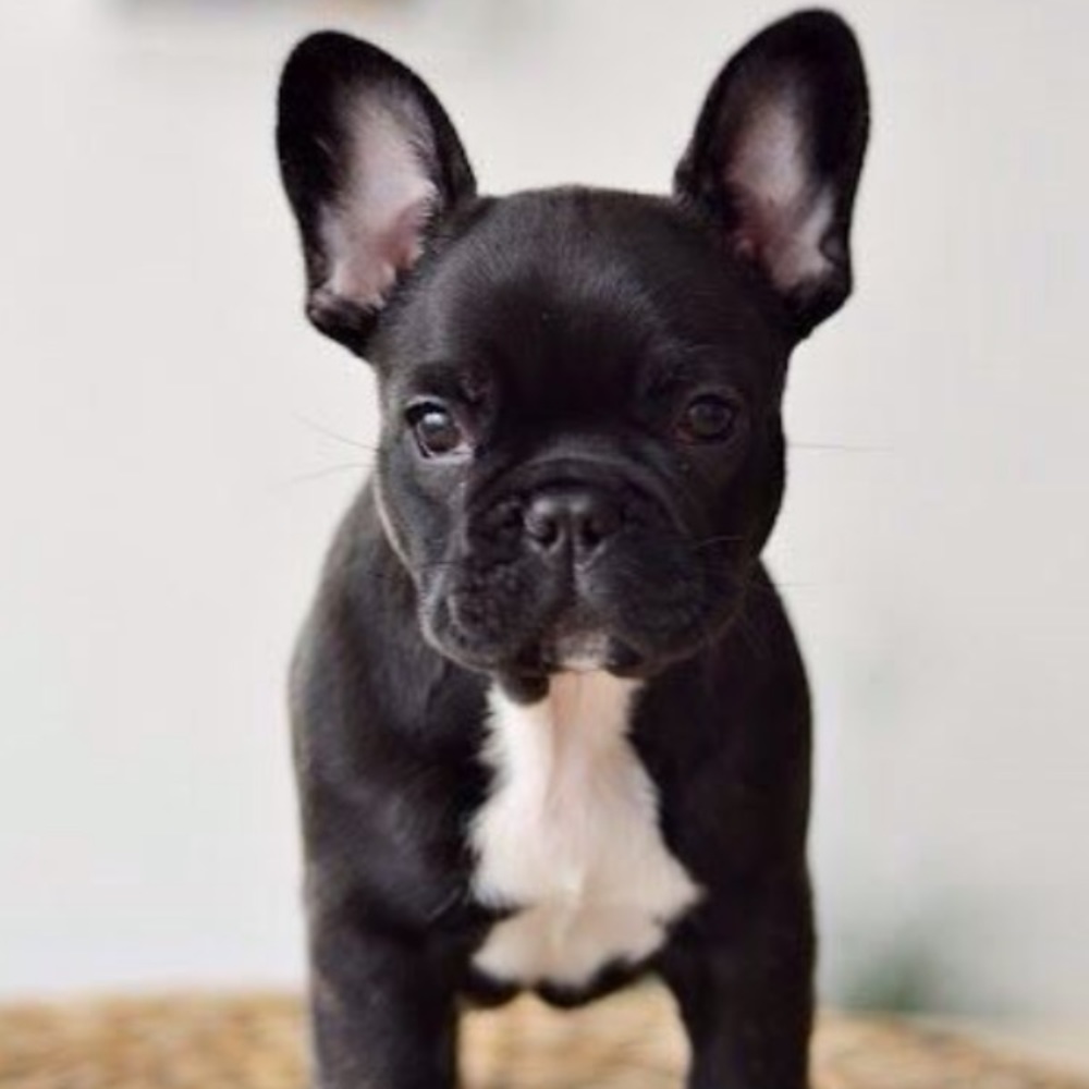 Meet your Posher, Dimitra